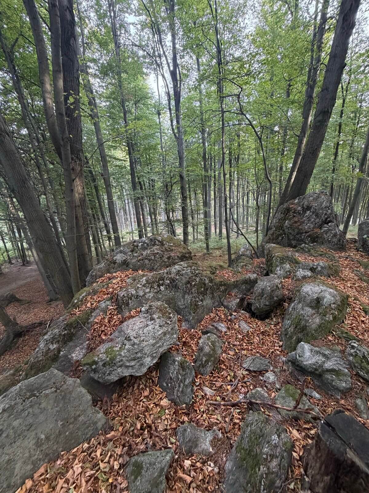 Svetlo medzi stromami